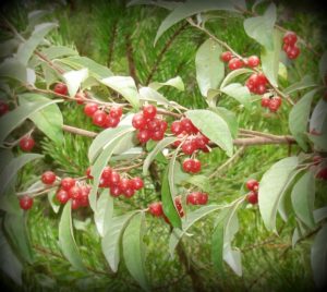 Image of Squirrel eating Elaeagnus multiflora berry