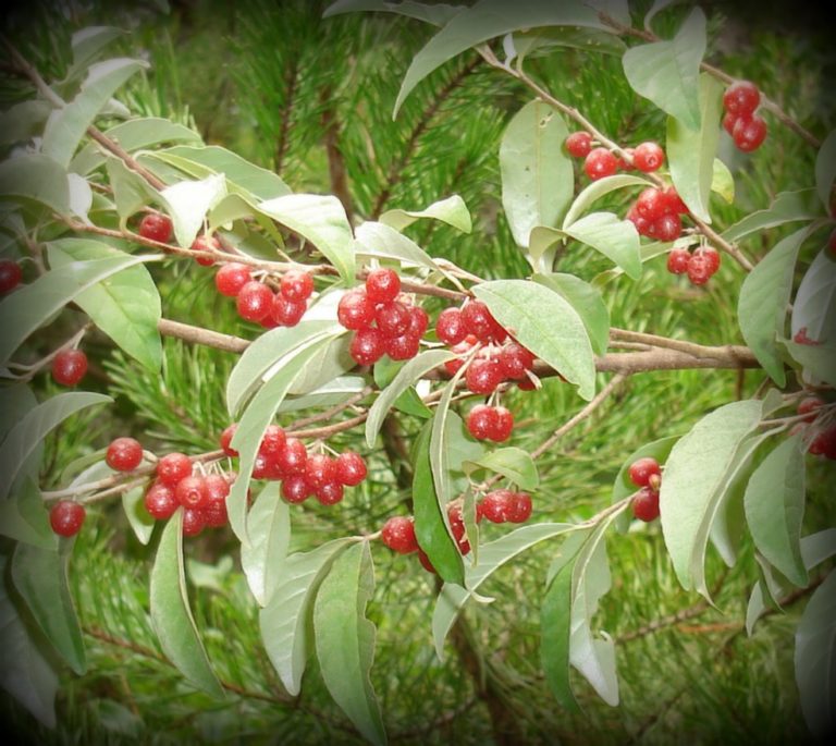 Harvesting Native Vs Non Native Plants Wildfoods 4 Wildlife