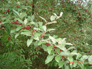 [image description: a single branch with leaves and clusters of berries]