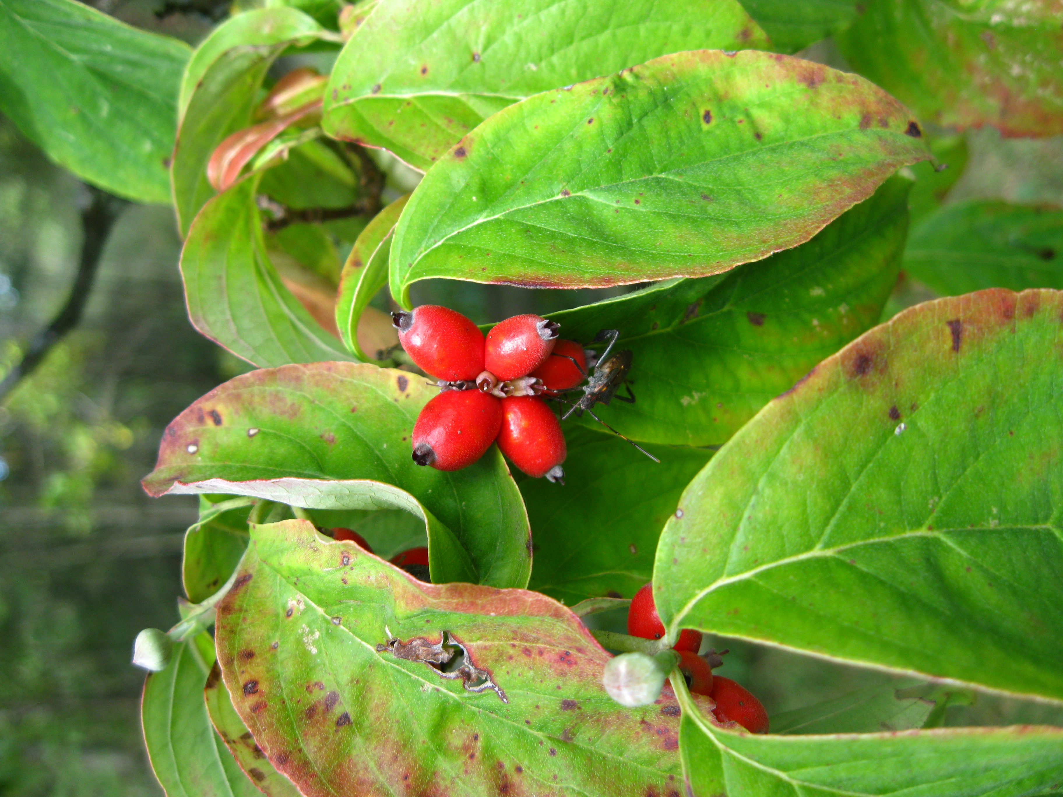 Dogwood Fruit September - Wildfoods 4 Wildlife