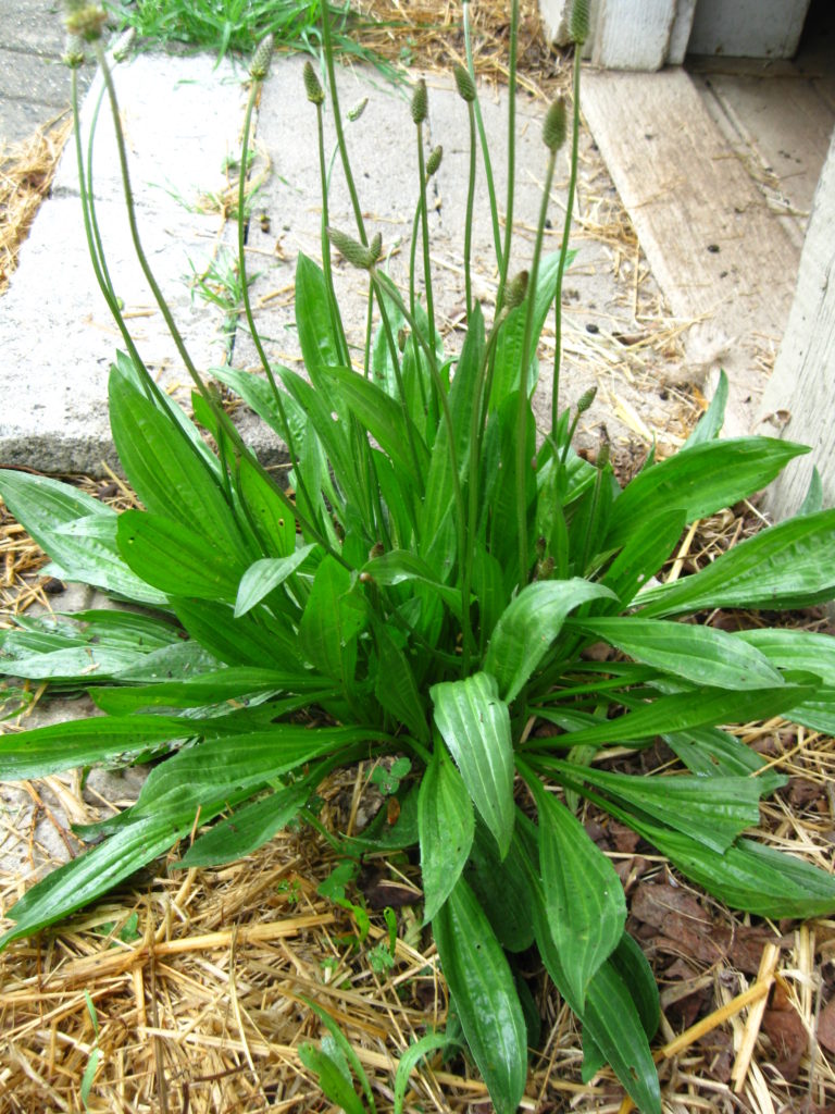 English Plantain May 6 Wildfoods 4 Wildlife plantain-plant