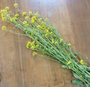 Mustard Flowers Information and Facts