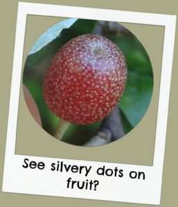 [image description: single berry with silvery dots on the fruit]