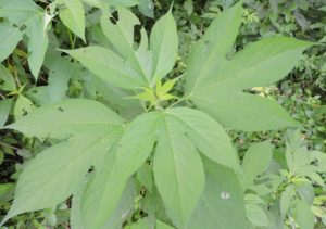 Three Lobed Leaf Plant | Leafandtrees.org