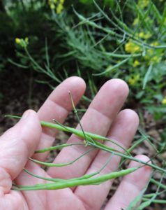 wild mustard seed