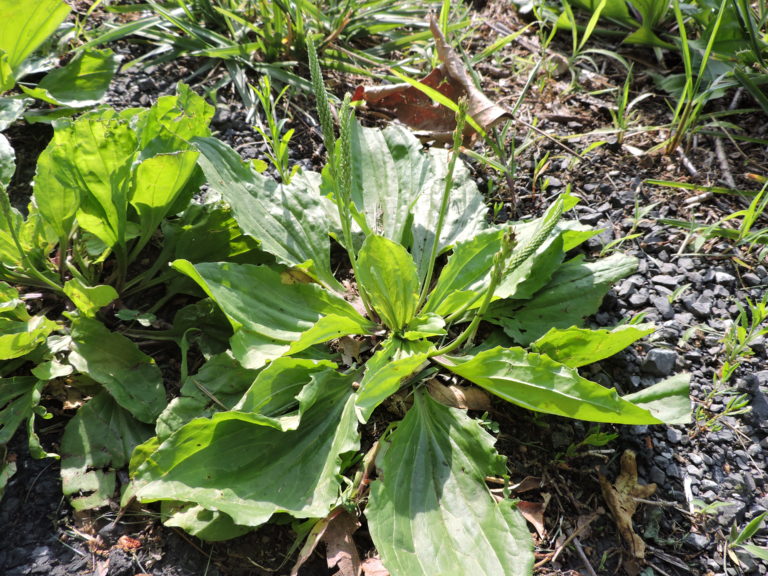 Plantain, Common - Wildfoods 4 Wildlife