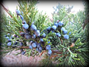 Juniper Berries Increase In UK, Plant Life Has Found