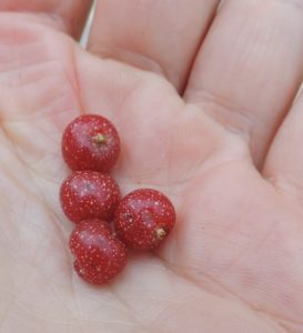 [image description: 4 red berries in pam of a hand with silver dots on berries]