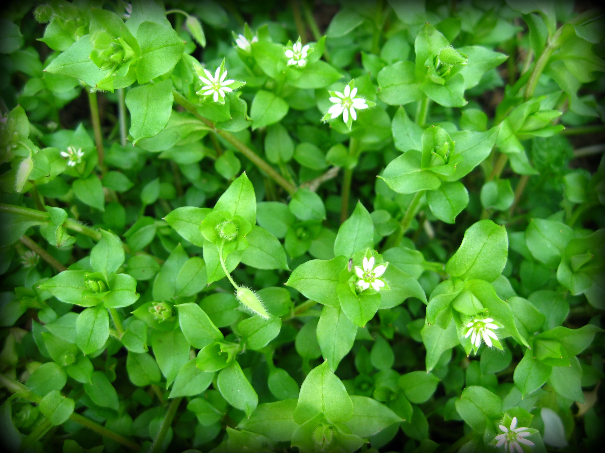 common chickweed seed