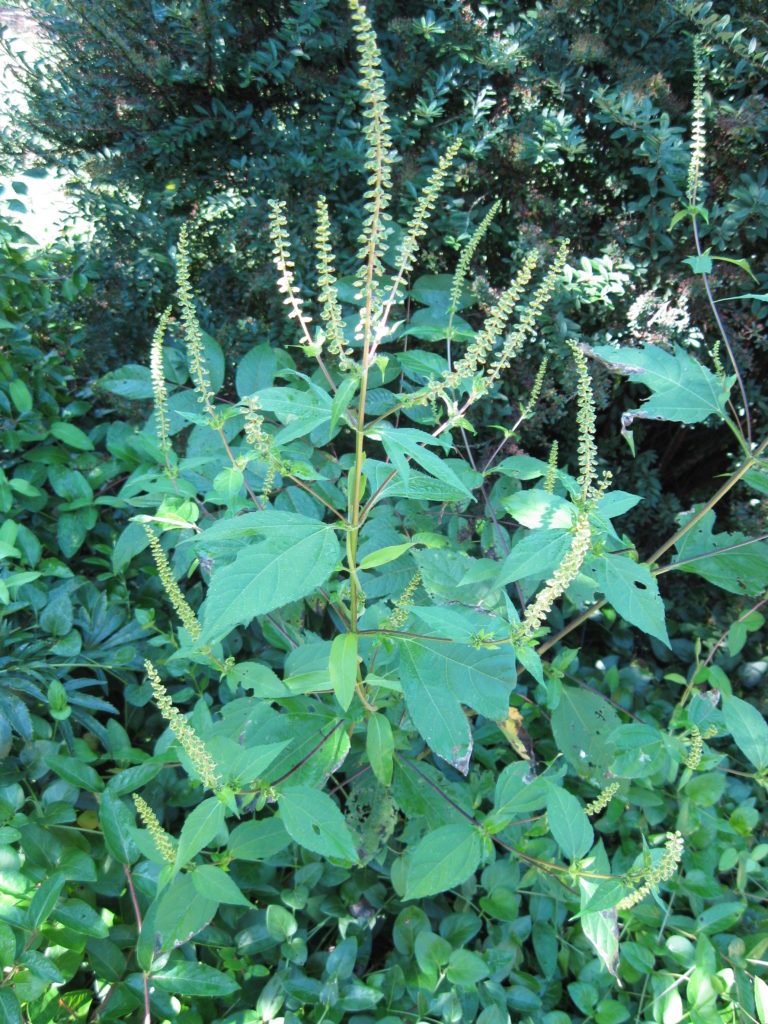 g ragweed - Wildfoods 4 Wildlife