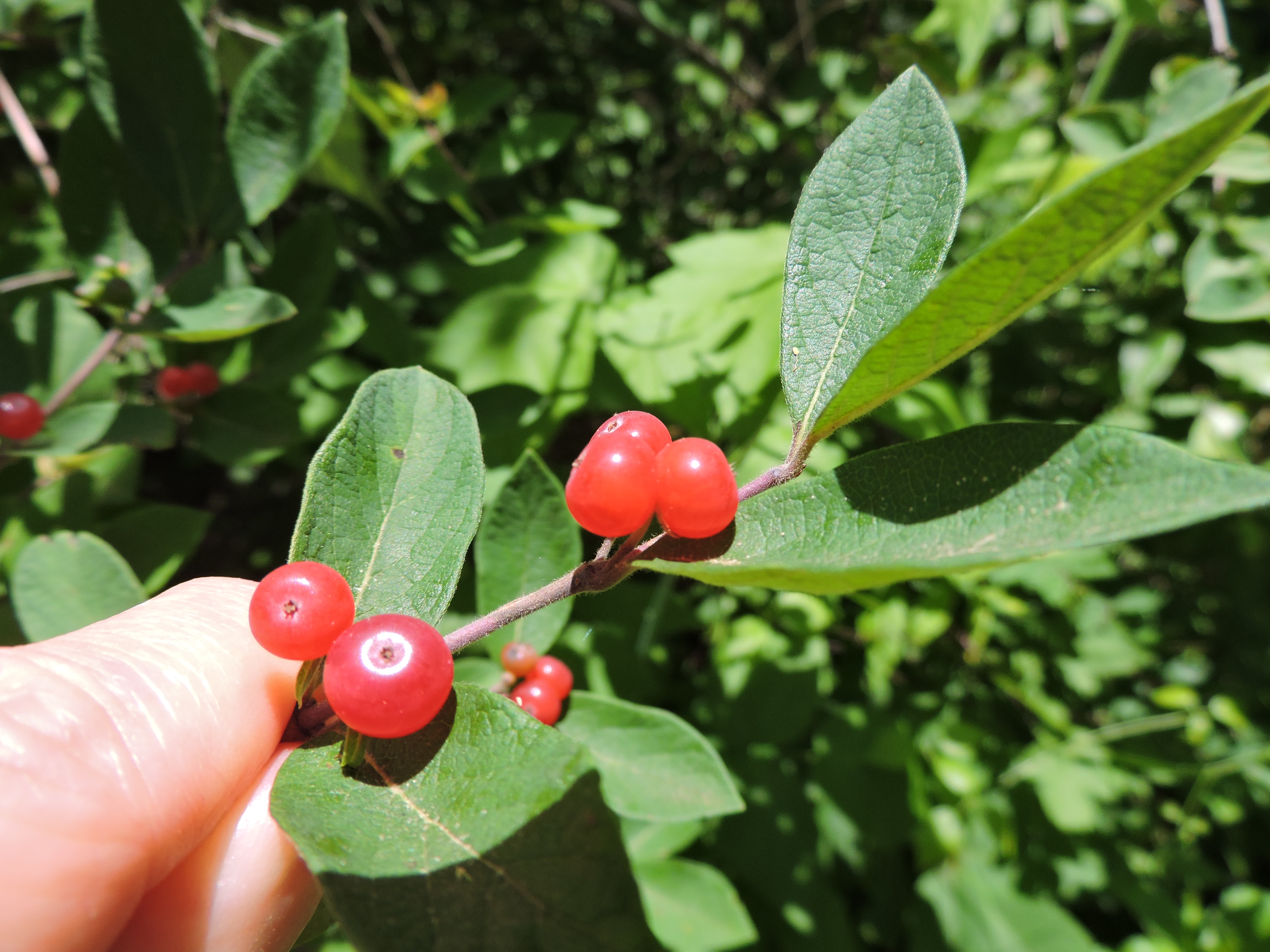 honeysuckle 1 - Wildfoods 4 Wildlife