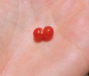[image description: two red berries fused together and in the palm of a hand]