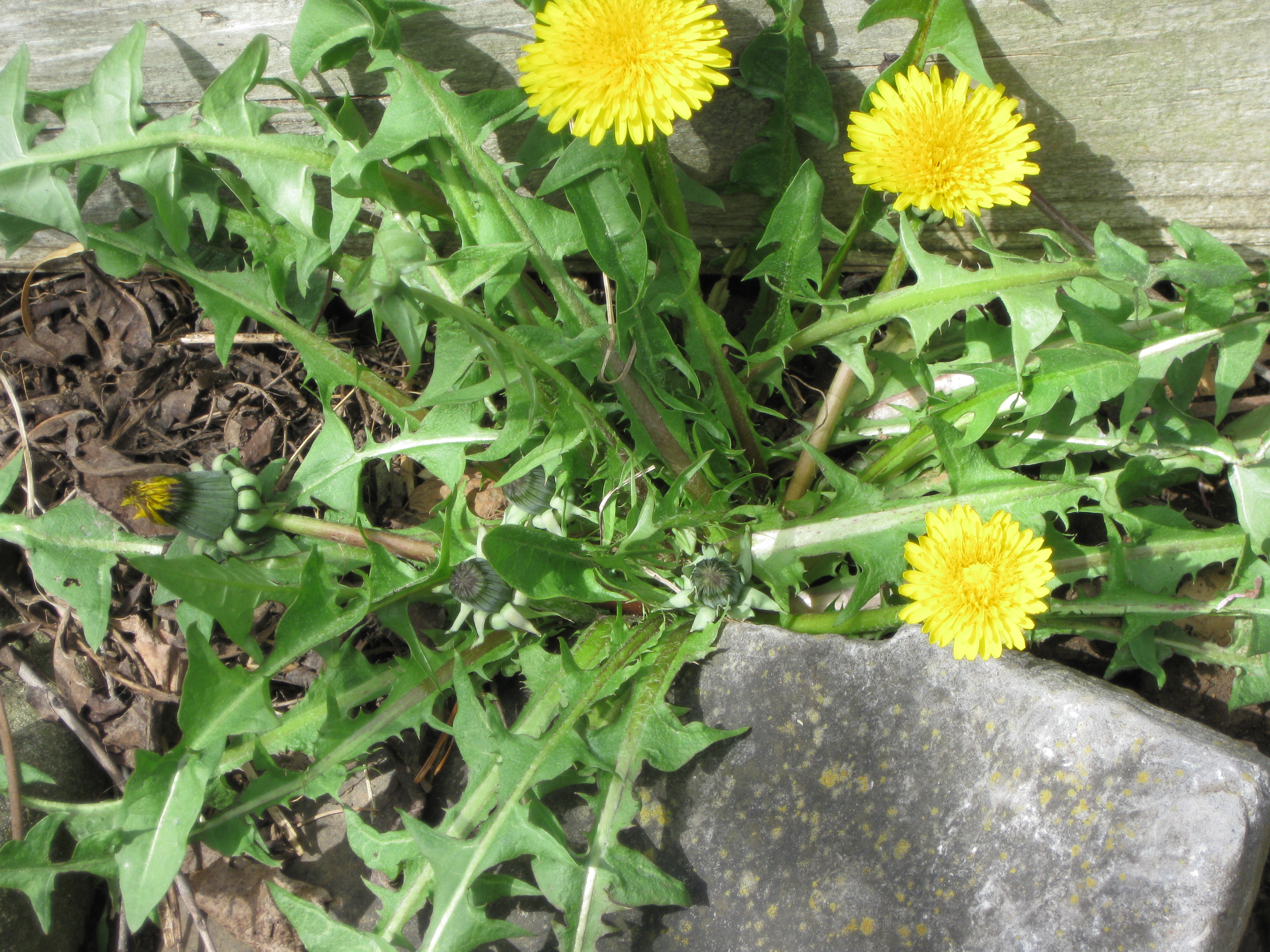 dandelion-wildfoods-4-wildlife