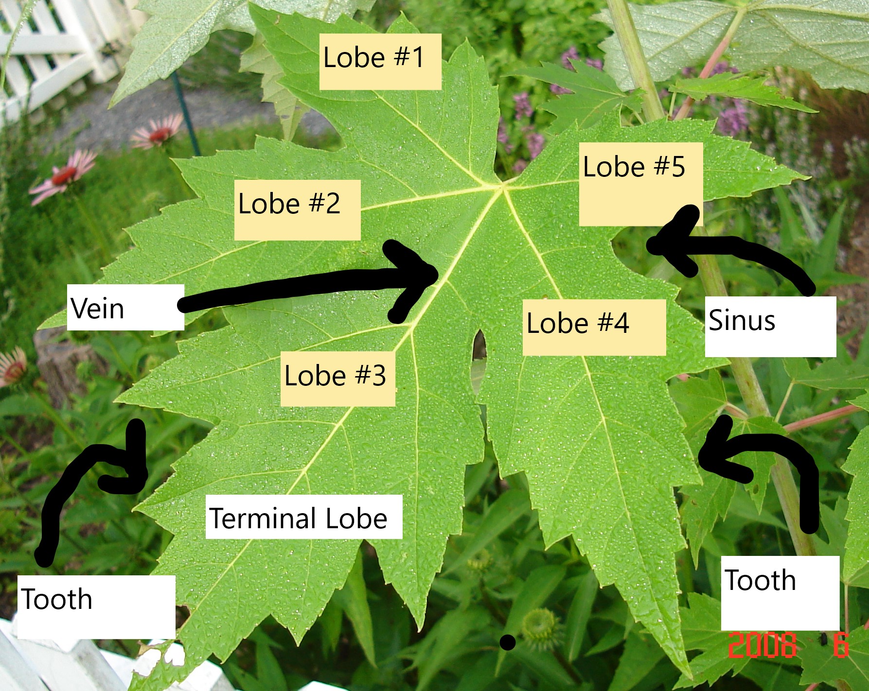 maple-toxicity-wildfoods-4-wildlife