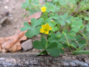 Wood Sorrel Wildfoods 4 Wildlife