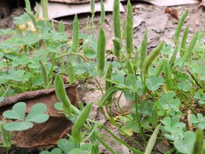 Wood Sorrel Wildfoods 4 Wildlife