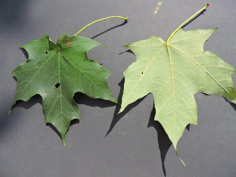 Maple Toxicity - Wildfoods 4 Wildlife