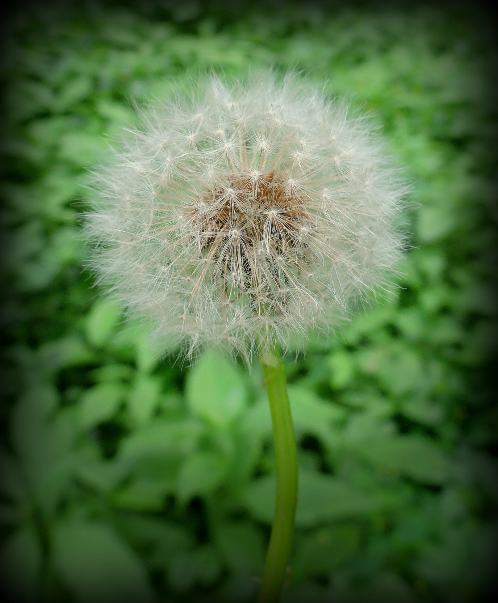 Close-up Dandelion Flowers on Dark Blue Background. Bright Floral