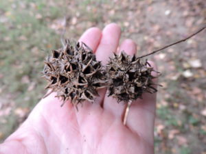 sycamore tree seeds