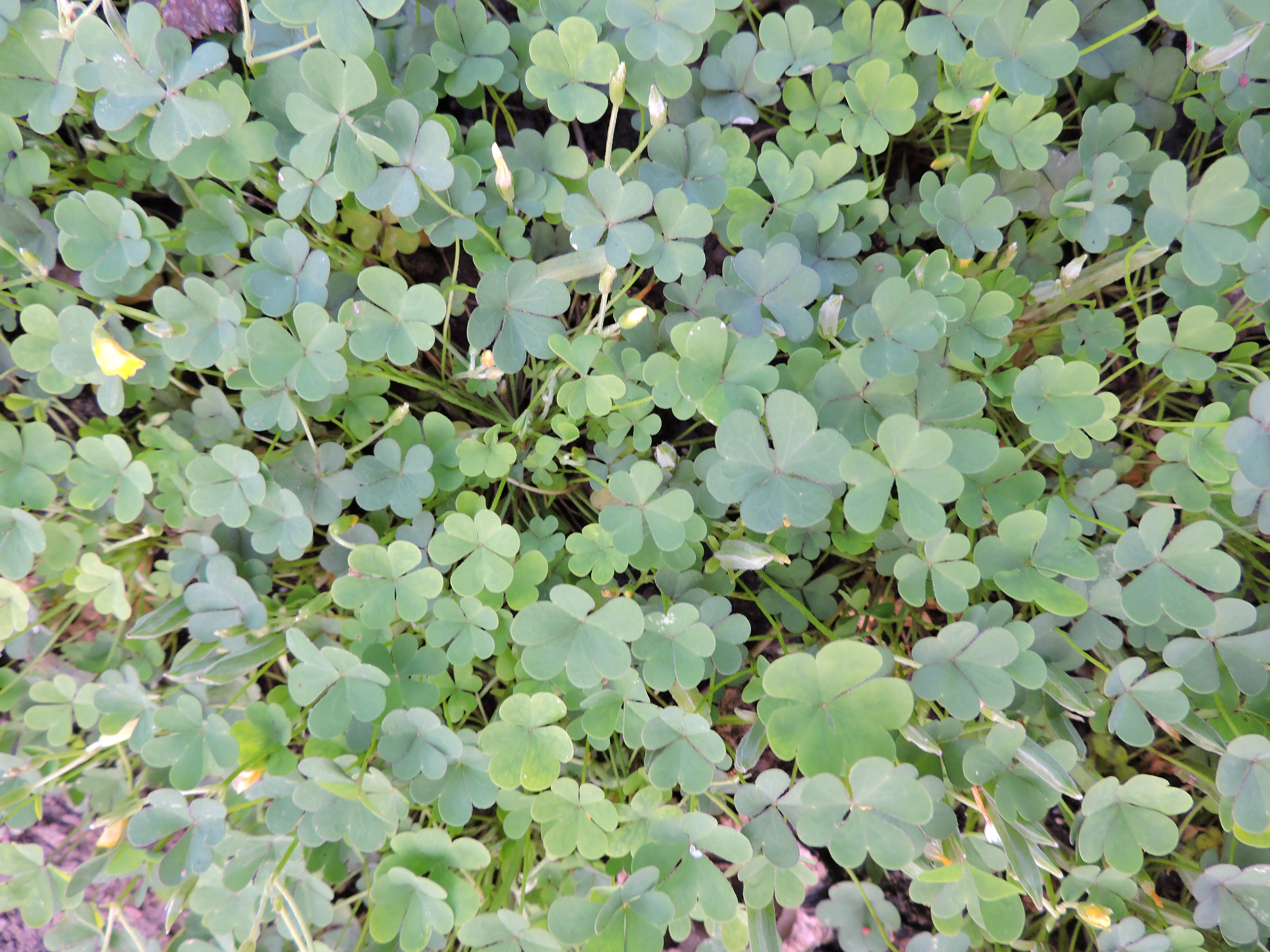 Wood Sorrel Wildfoods 4 Wildlife