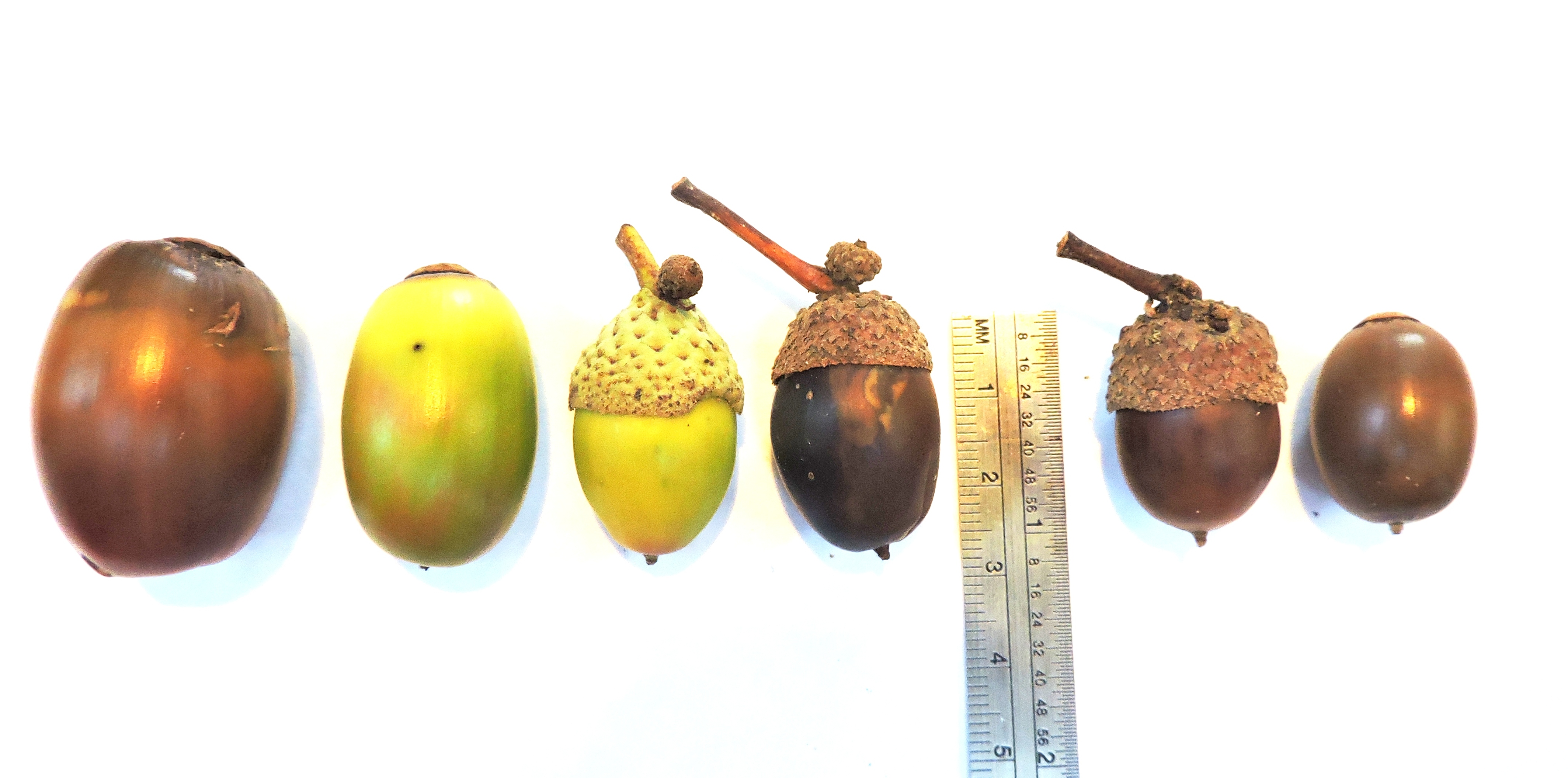 Chestnut Oak Tree Acorns Slideshow 1108 08 Acorns On Live Oak Taken