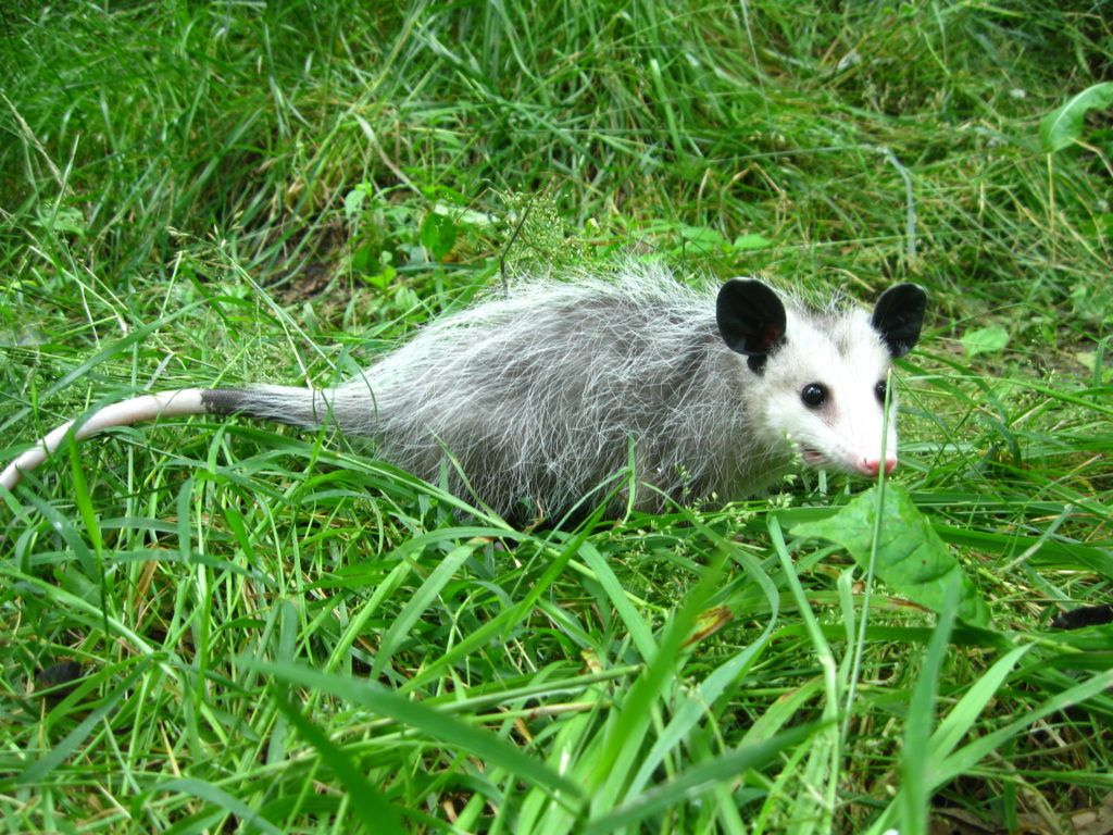 wild republic opossum