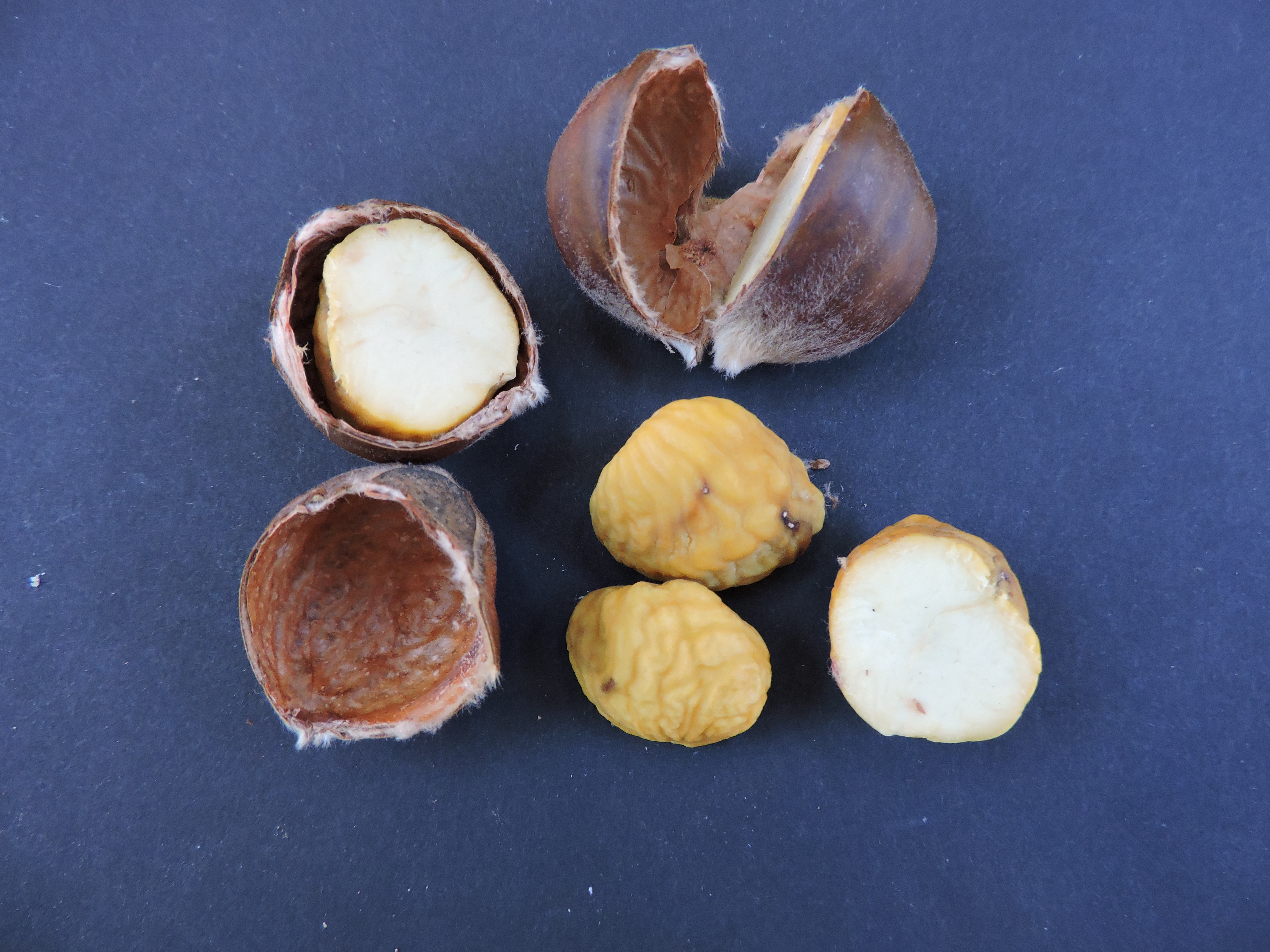 Chestnut refrigerated - Wildfoods 4 Wildlife
