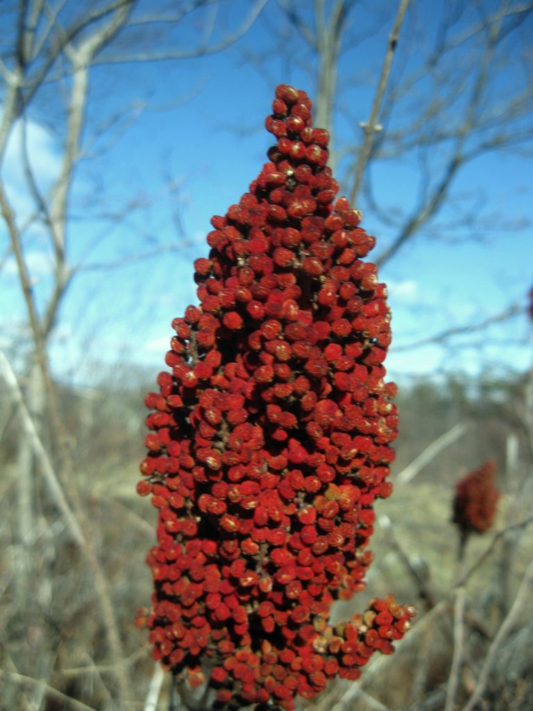 [image description: upright cluster of fuzzy red sumac berries]