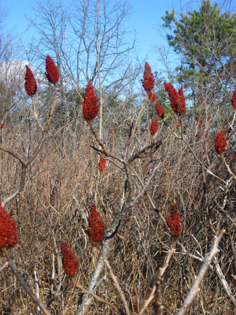 [image description: many sumac fruit heads on bare branches against a blue sky]