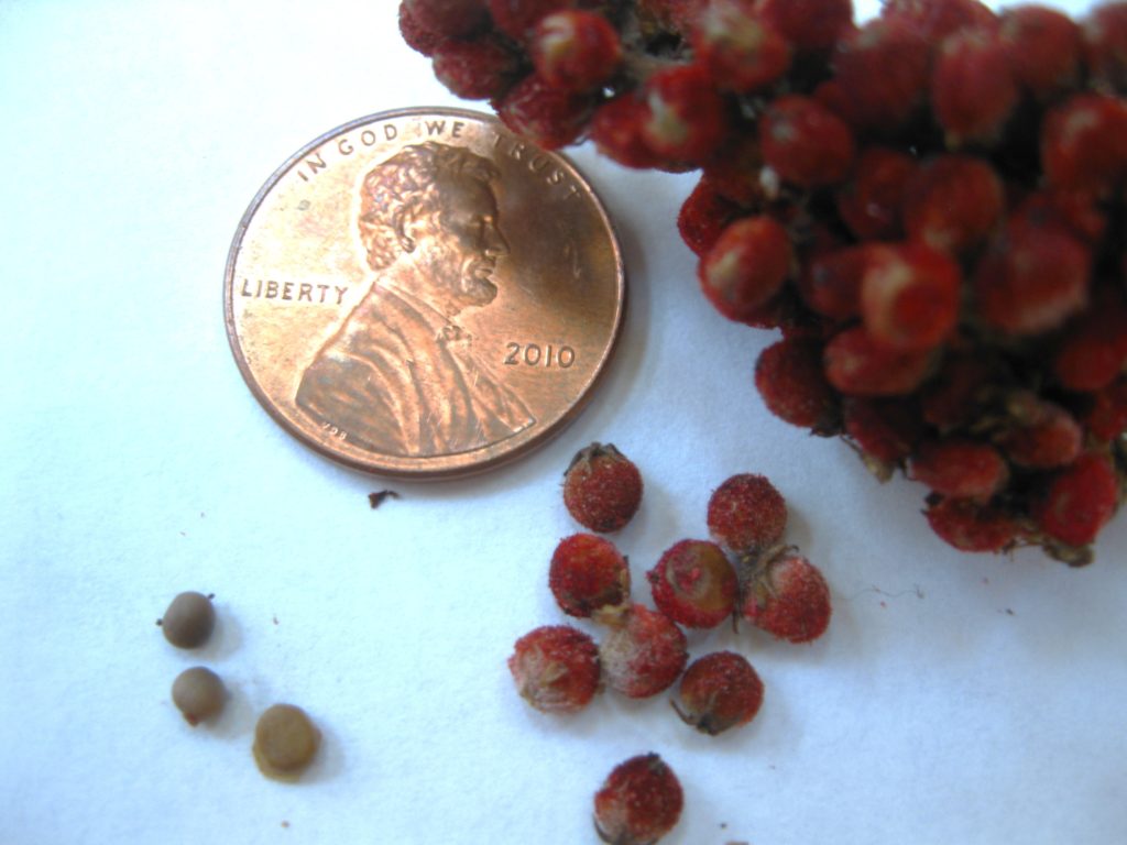 [image description: seeds, berries a small fruit cluster and a penny, for scale of size]