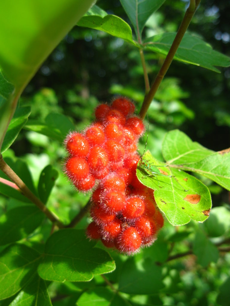 [image description: fragrant sumac fruit cluster on green leaved plant]