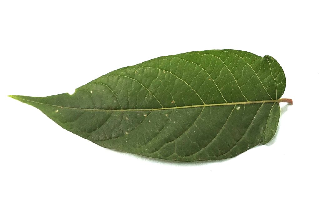 [image description: A single leaf against a white background that shows the leaf profile]