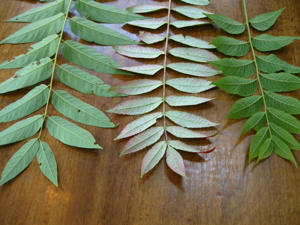 [image description: 3 leaf comparisons laid out on table
