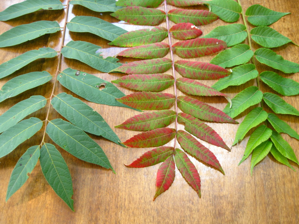 [image description: 3 leaves laid out on table to compare leaflet arrangement]
