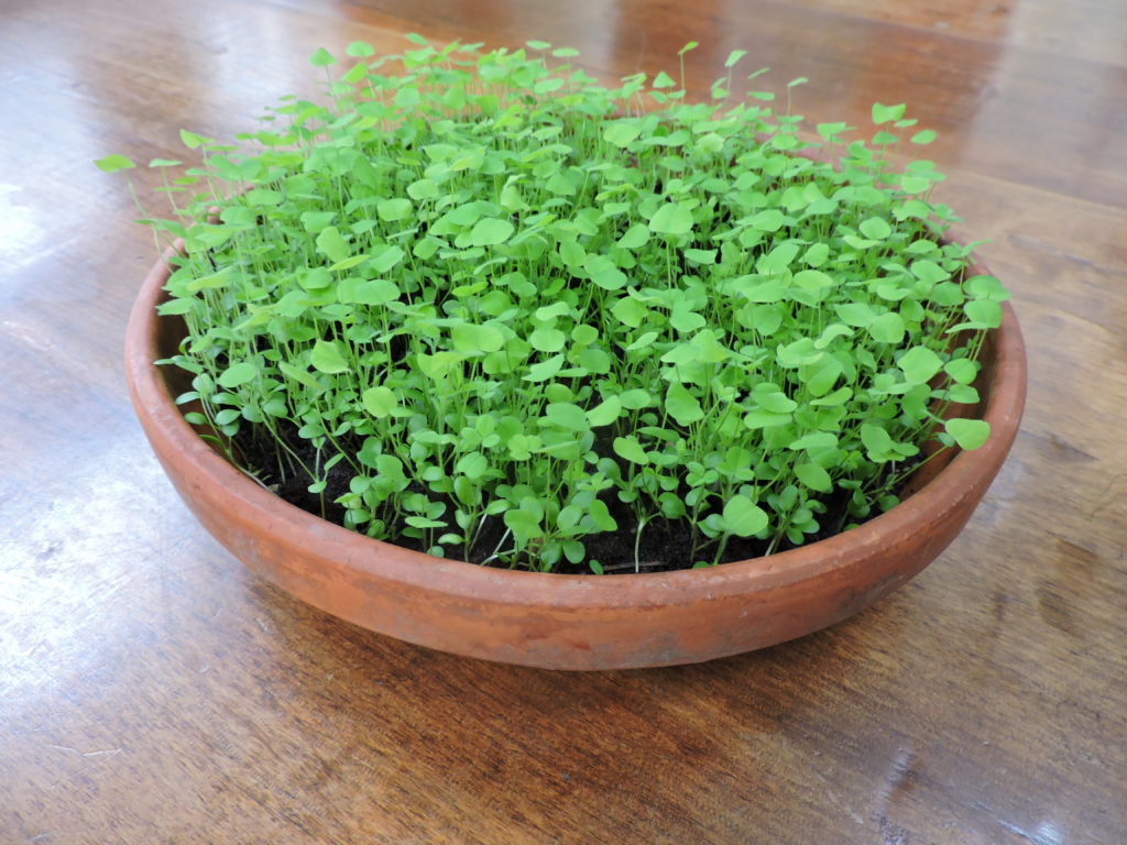 [image description: clover seedlings growing in a terra cotta dish]