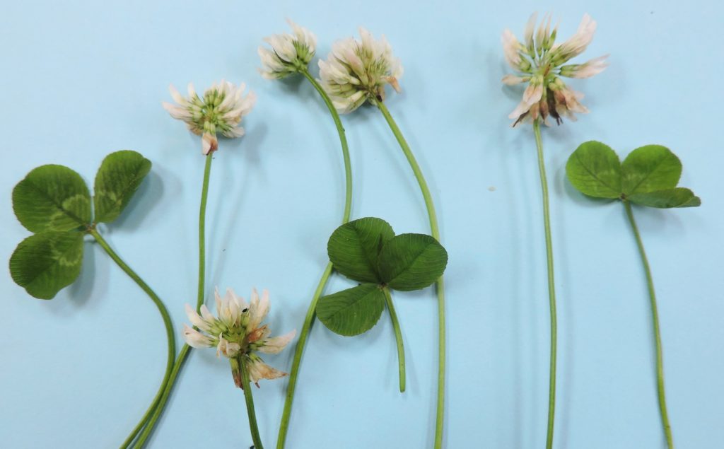 [image description: 4 white clover flowers and leaves against a blue bacground]