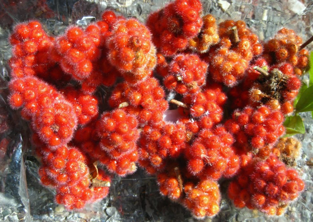 [image description: a cluster of bright red, sticky fragrant sumac fruit]