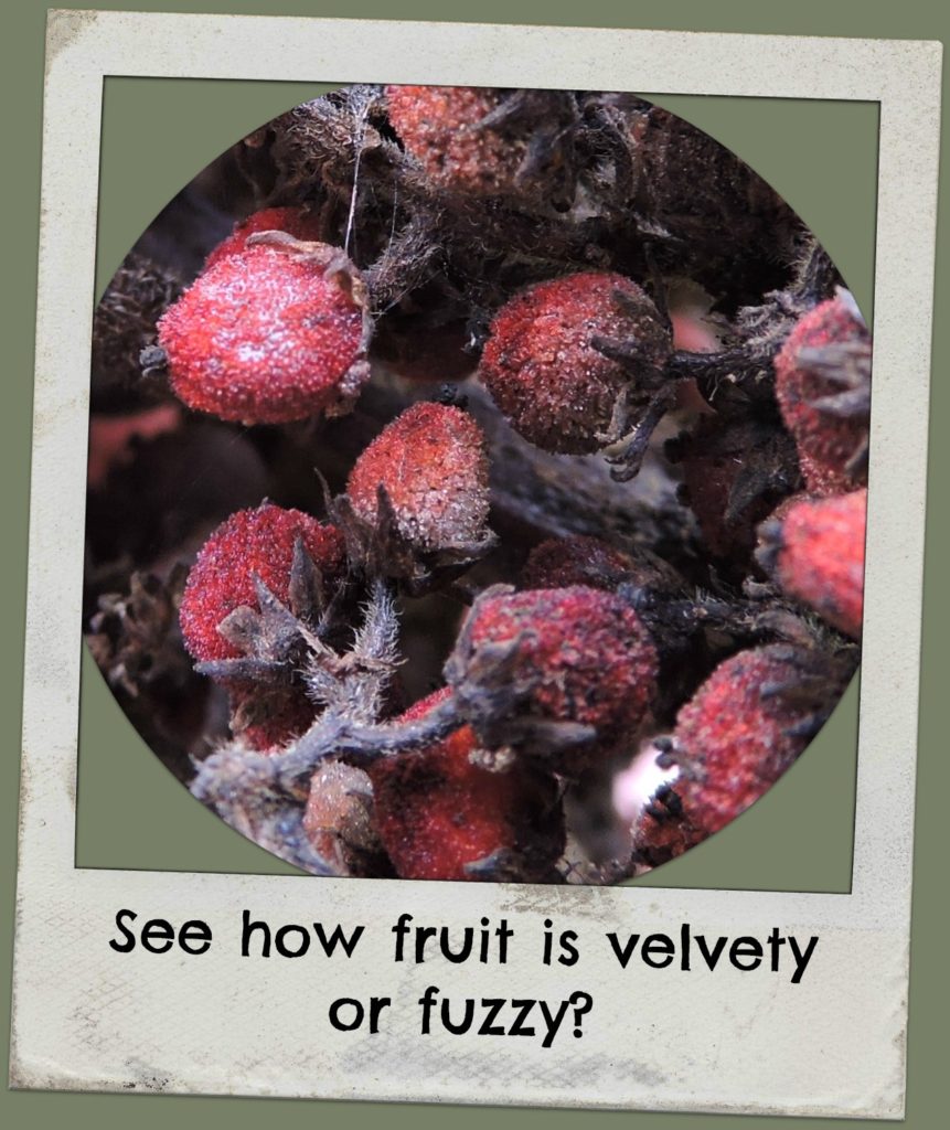 [image description: closeup of individual fuzzy berries]