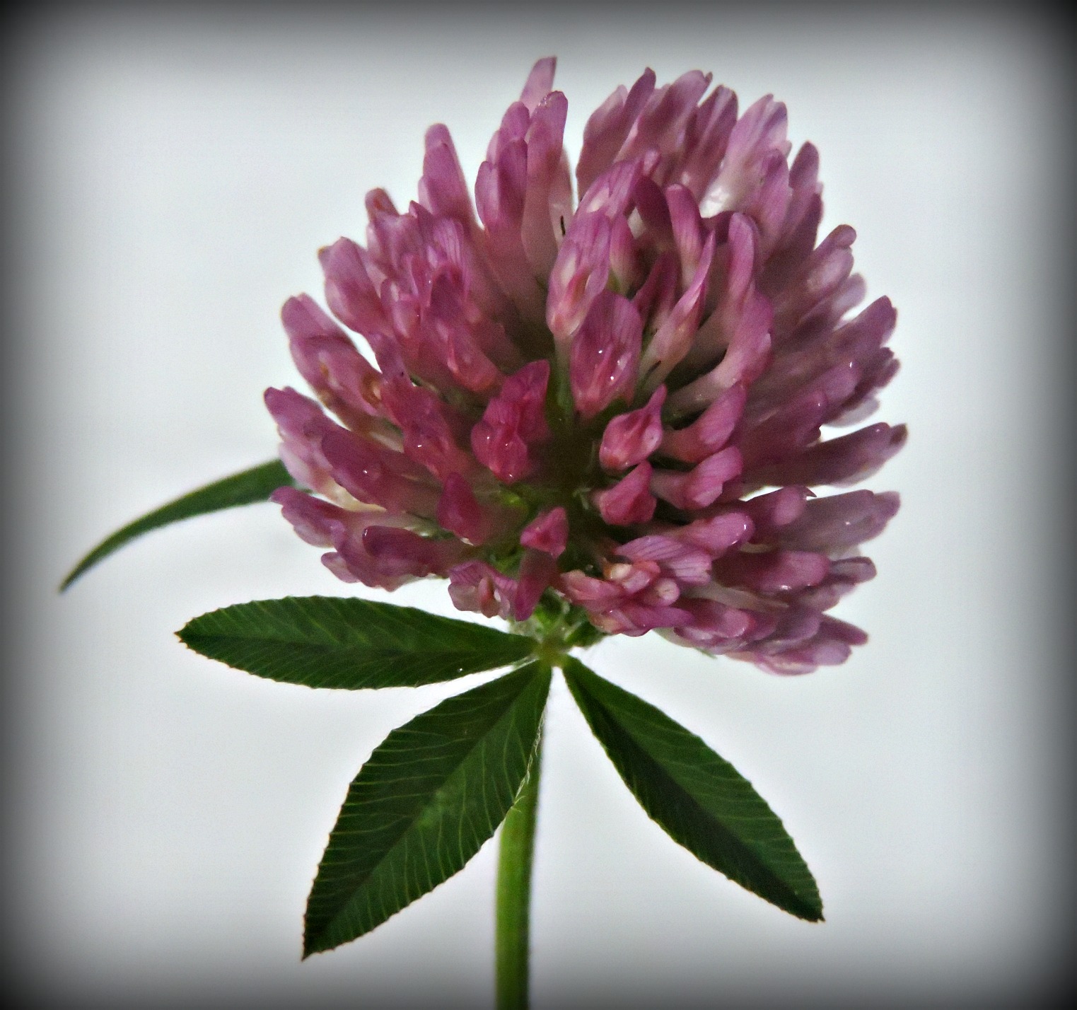 red-clover-july-7-adjusted-wildfoods-4-wildlife