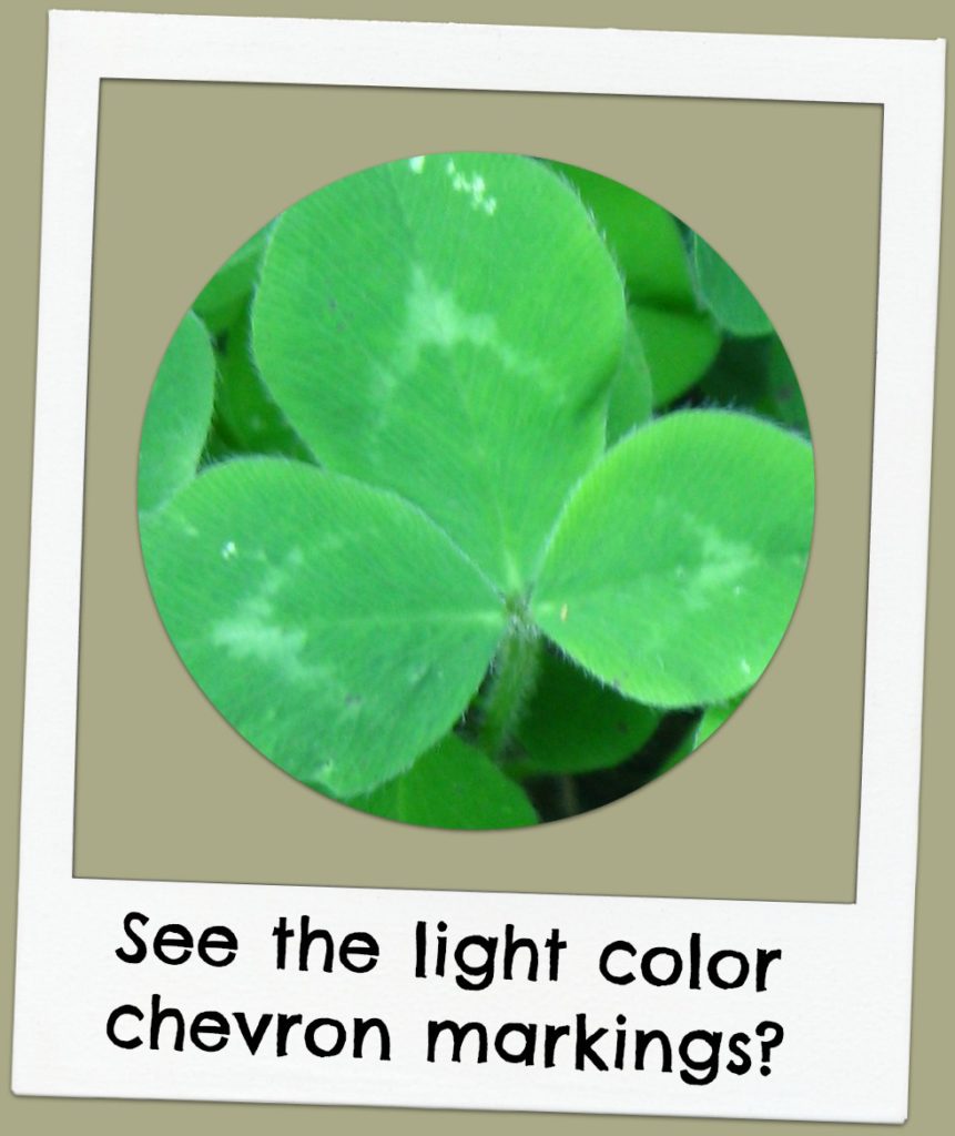 [image description: white chevron markings on red clover leaves]