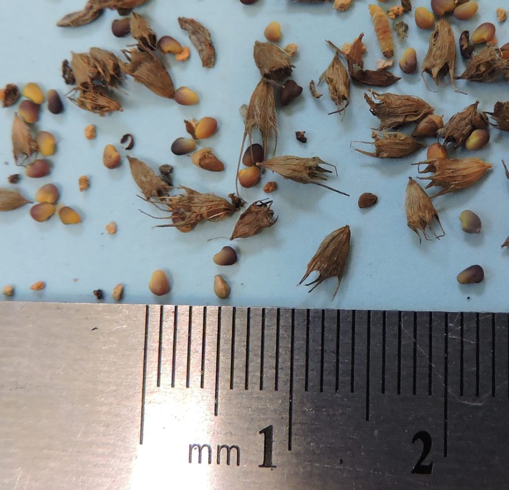 [image description: red clover seeds and their dried united sepals]