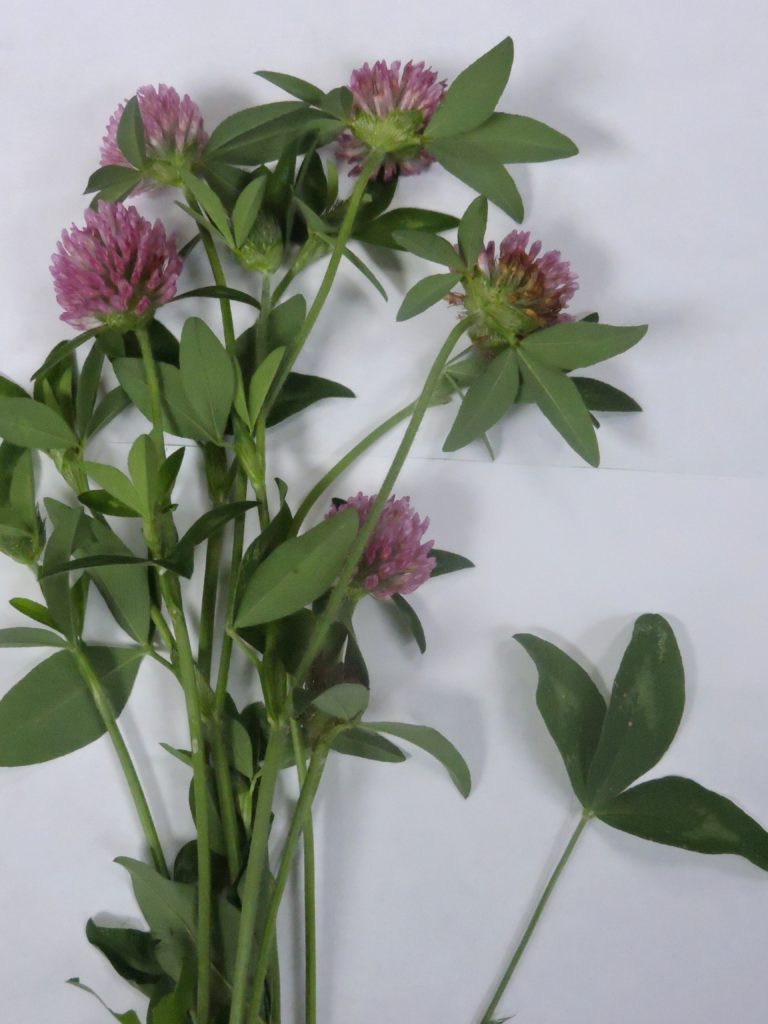 [image description: a handful of red clover greens and flowers]