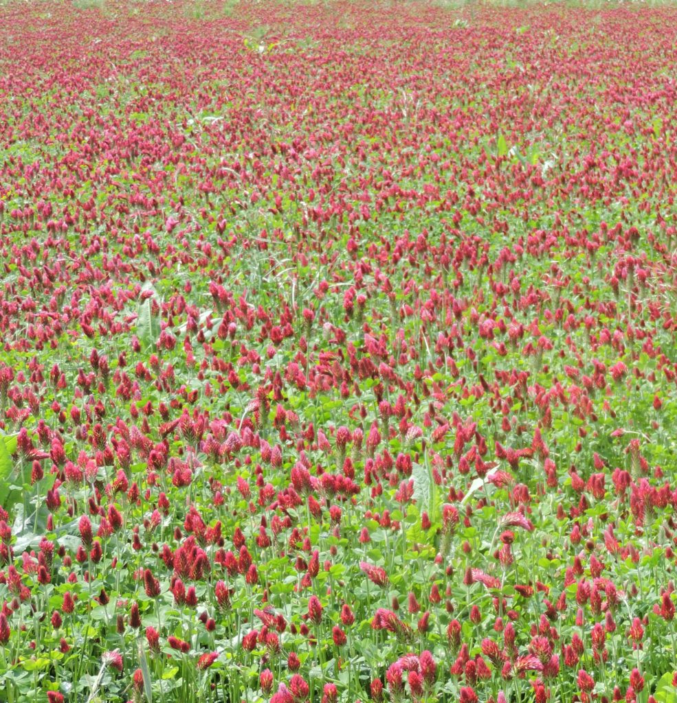 [image description: a field of crimson clover in bloom]
