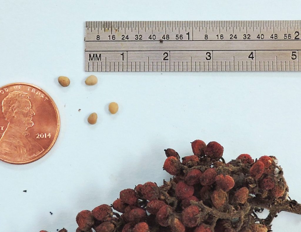 [image description: closup of seeds with a ruler for exact size]