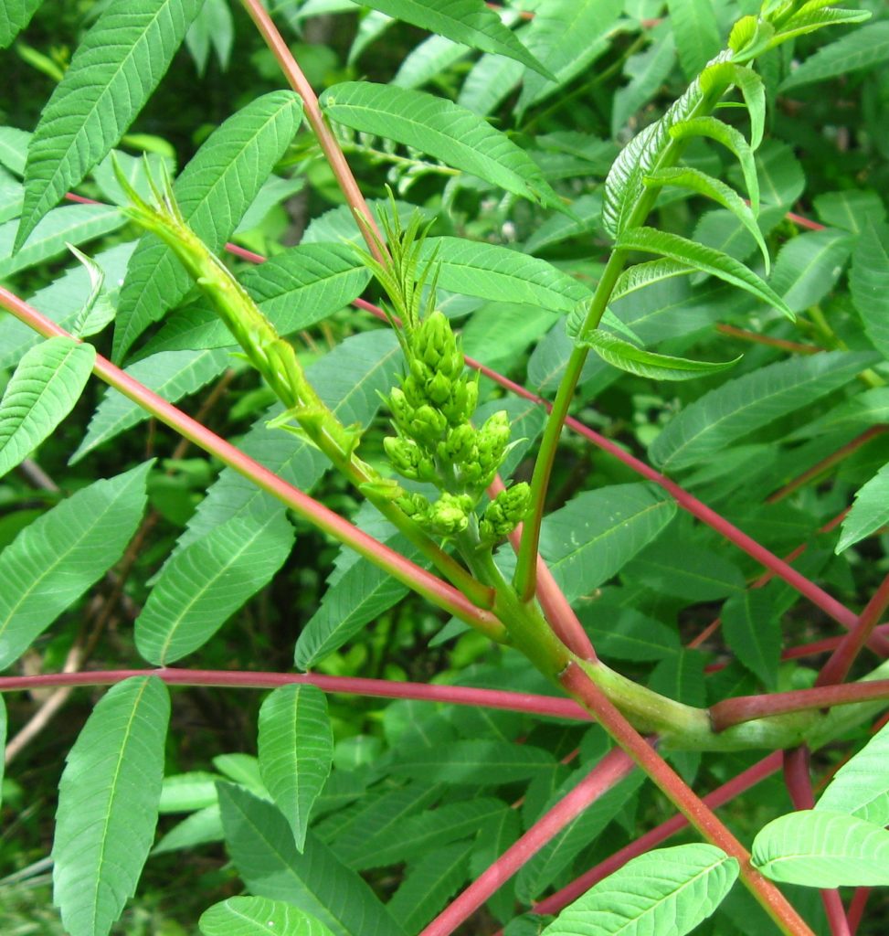 [image description: smooth sumac flower spouting out of center of plant]