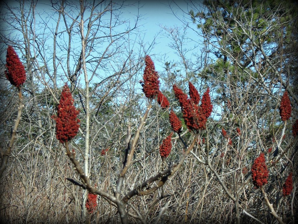 [image description: smooth sumac fruits against bare branches and blue sky]
