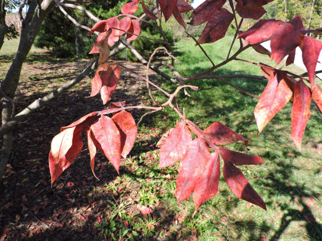 [image description: red leaves against grassy background showing long wing flanges that run the length of the stem between leaflets]