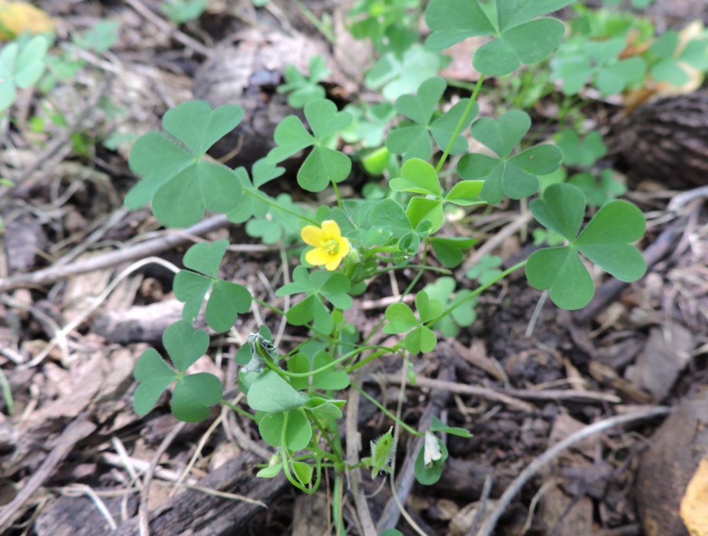 [image description: wood sorrel plant with heart shaped leaves and yellow, regular flower]