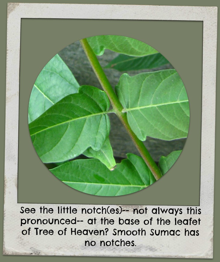 [image description: closeup of the base of Tree-of-Heaven leaf showing notches at leaf base]