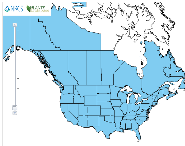 [image description: map of US and canada indicating that every state and province has red clover growing in it]